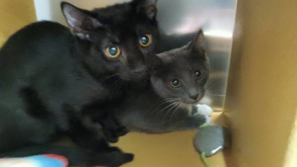 Kittens (Citrus Heights)63848875947139121