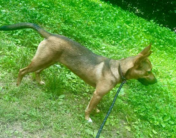 Large Mixed Puppy (Franklin)64145662636546122