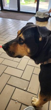 Lost Dog named Max (2nd street and La Vista) (Central McAllen)63440647997185121