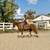 Bombproof, Beginner Safe Paint Horse Gelding for Sale 4 thumbnail