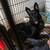Rehoming German shepherd 2 thumbnail