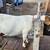 Goats for sale 3 thumbnail