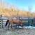 QH Mare 6 thumbnail