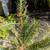 Norway spruce pine trees in 2-gallon nursery pots 3 thumbnail