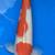 Japanese imported Koi Fish 1 thumbnail