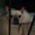 Cream Frenchie 2 thumbnail