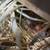 Zebra finches,social finches 1 thumbnail