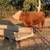 Micro Miniature Hereford Bull 2 years old, Cows, Cattle 4 thumbnail