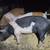 Gilt pigs 1 thumbnail