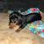 Miniature Dachshund puppy 1 thumbnail