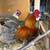 Blue red rooster and blue hen 1 thumbnail