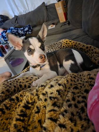 7 month old Chihuahua to rehome (Henderson)63860185941379120