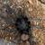 Brazilian Black Tarantula 1 thumbnail