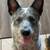 Rehoming Australian Cattle Dog 3 thumbnail