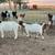 Boer Goat commercial herd 9 thumbnail