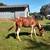 2 riding mules $4500 ea 2 thumbnail