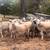 Sheep 1 thumbnail