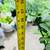 Large Fig tree with fruits 6 thumbnail