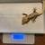 Lilly white crested gecko male 2 thumbnail