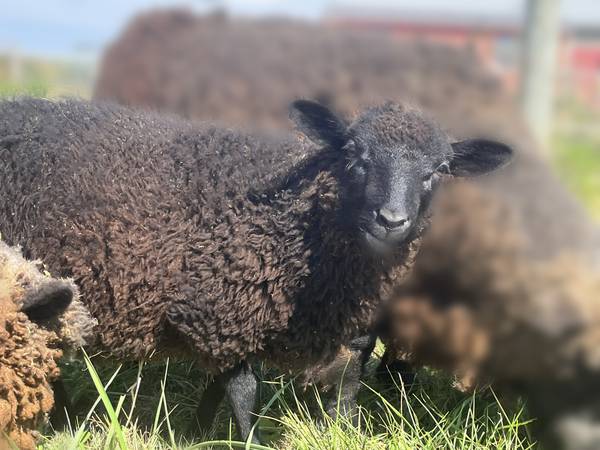 Southdown Babydoll Shetland Cross Lamb 1