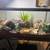 Bioactive leopard gecko 40 gallon tank 1 thumbnail