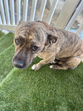 Free pitbull male 1