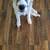 Free Anatolian Pyreneese puppies 2 thumbnail