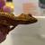 Crested gecko 2 thumbnail