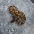 Orange dream ball python 1 thumbnail