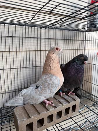 Pigeons for sale 1
