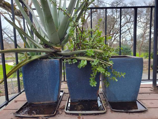 Three large planters with plants 1