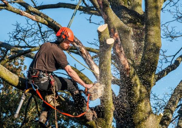 Tree Removal, Residential Tree Removal, Tree Care, Tree Trimming, Local 1