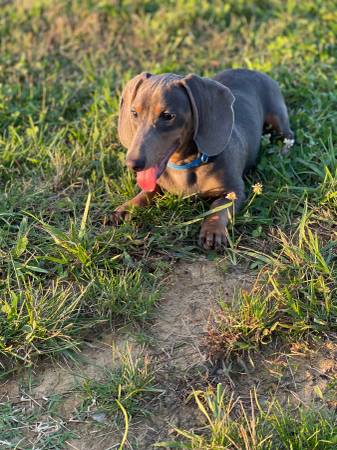 Cachorros de Dachshund miniatura63443593141505124