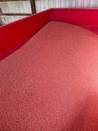 White Seed Wheat 1