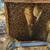 Bees bugging you? We exclude bees from choosing your property, live-trap those t 14 thumbnail