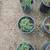 Dwarf Juniper 9 thumbnail