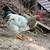 ***RABBITS & CHICKENS & QUAILS, OH-MY!*** 7 thumbnail