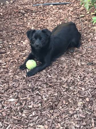 Small/Medium sized dog 1