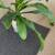 Dracena house corn plant tropical indoor potho evergreen money plant 5 thumbnail