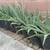 Aloe Vera in7 gallons pot 2 thumbnail