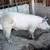 Feeder Pigs Pullets & Meat Rabbits 4 thumbnail