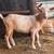 Adorable blue eyed polled rose colored Nigerian Dwarf buckling 3 thumbnail