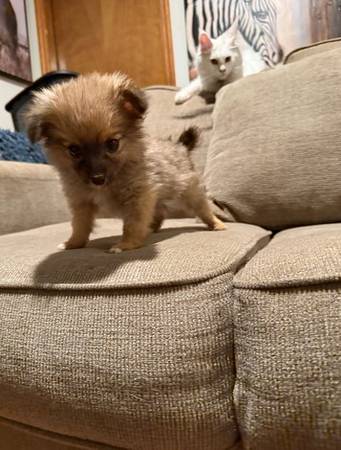 Beautiful fluffy small breeds63916333669891121