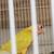 Sun cheek conures 1 thumbnail