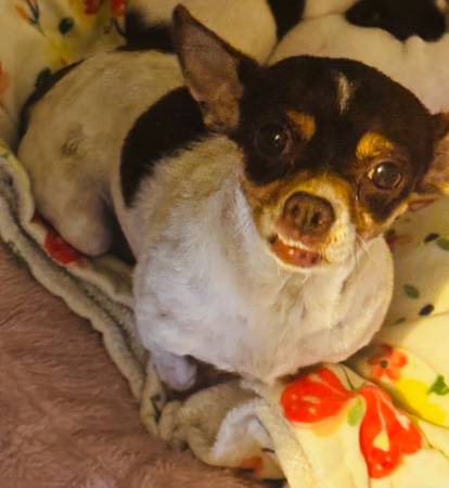 Rehoming 2 Sweet Chihuahuas – Male & Female – (concord / pleasant hill / martinez)63947239486851123