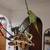 For Adoption: Indian Ringneck Parrot with cage toys food supplies 9 thumbnail