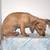 Mini Dachshund Puppies 8 thumbnail