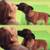 $1200.  SPECIAL BOARD AND TRAIN DOG OBEDIENCE###  OFF LEASH ! 2 thumbnail