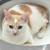Missing cat - orange/white short-hair with misshaped tail. 1 thumbnail