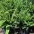 Sword Fern 12 thumbnail